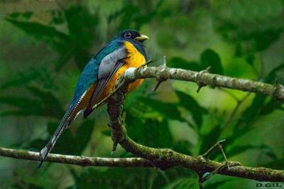 SURUCUÀ DOURADO (Trogon chrysochloros)